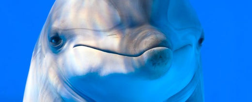 The Timeless Bond: Humanity’s Relationship with Dolphins