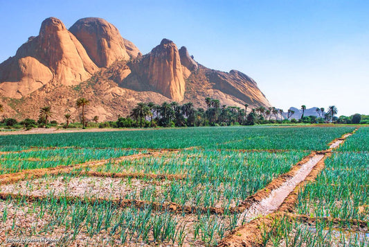 Sudan: A Key to the Origins of Humanity – The Discovery of Over 1 Million-Year-Old Human Remains