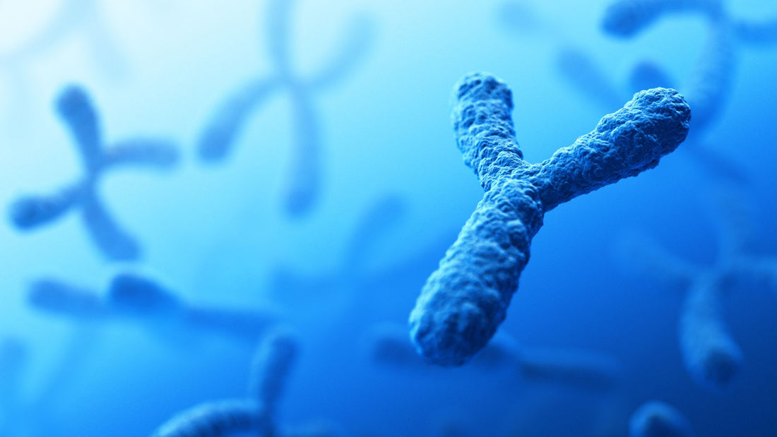 The Legacy of the Y Chromosome: How Men Pass Down Haplogroups to Their Sons